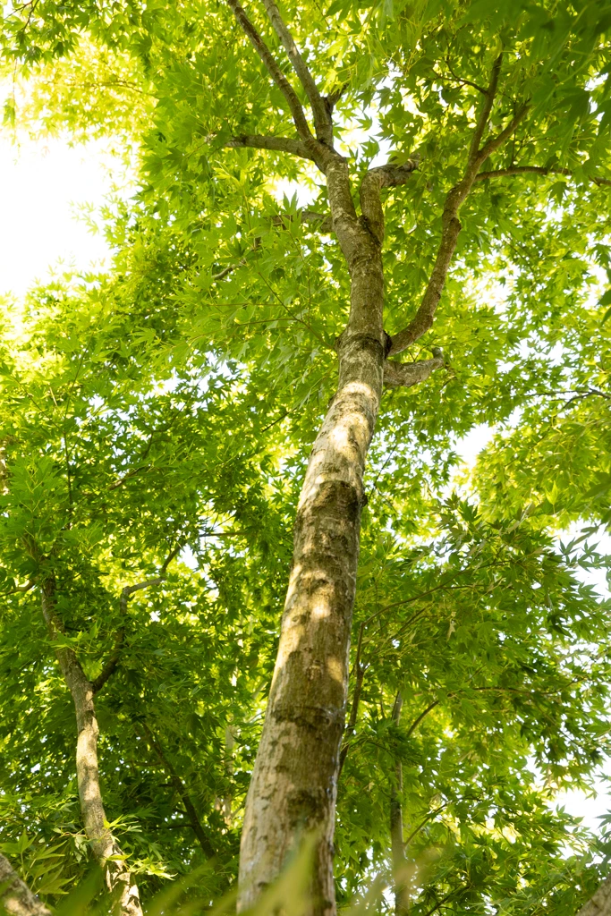 Acer palmatum VJ